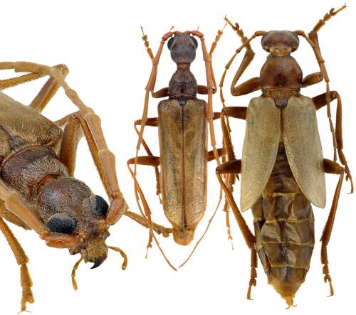 Réf. 81 890 : Vesperus luridus