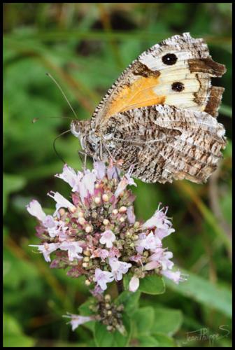 Réf. 81 706 : Hipparchia semele
