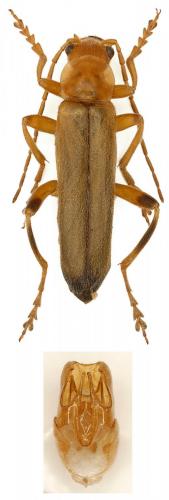 Réf. 81 705 : Metacantharis discoidea