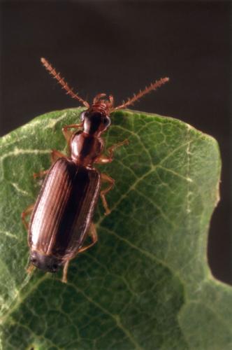 Réf. 81 385 : Dromius sp.