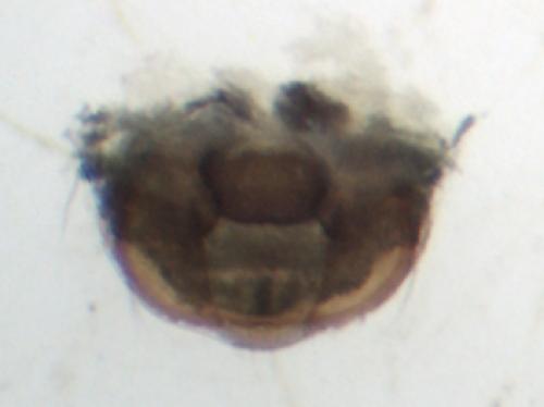 Erigone dentipalpis