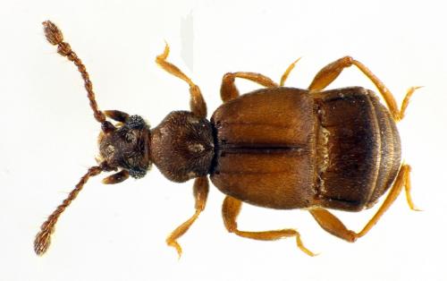 Brachygluta sp.