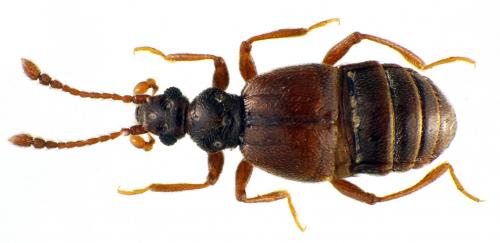 Brachygluta sp.