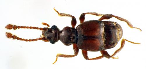 Brachygluta sp.
