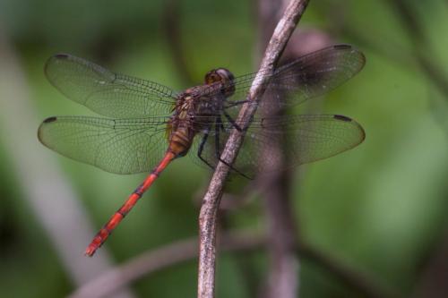 Erythemis haematogastra