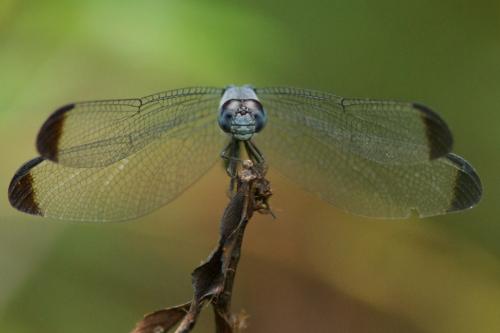 Uracis imbuta