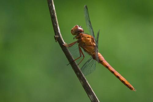 Orthemis discolor