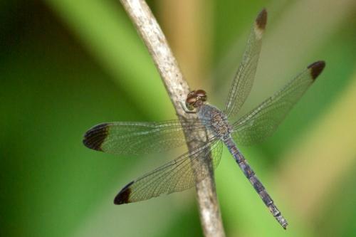 Uracis imbuta