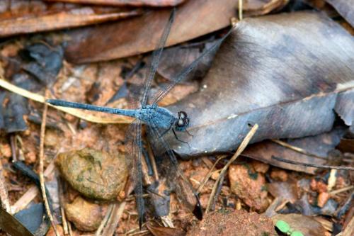 Uracis imbuta