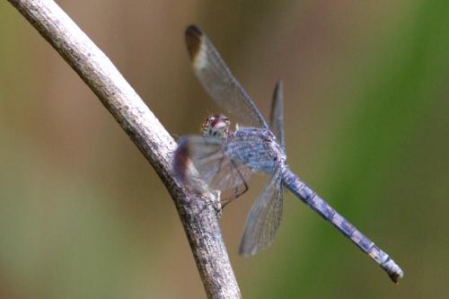 Uracis imbuta