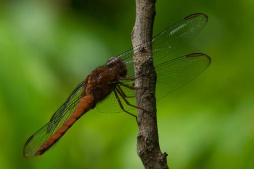 Orthemis discolor