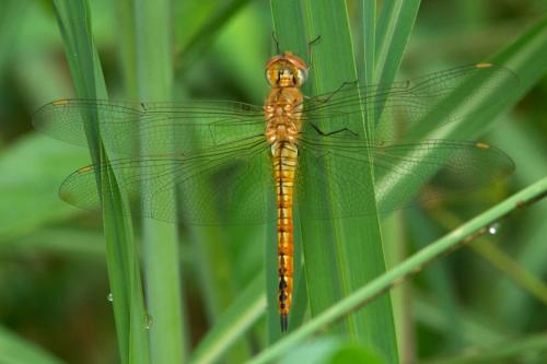 Pantala flavescens