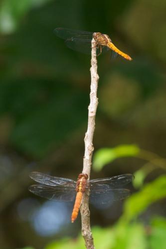 Réf. 81 815 : Orthemis discolor