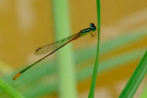 Leptobasis vacillans