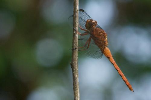 Orthemis discolor