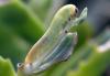 81087 – Photo : Vitaly Gumenjuk – Russie