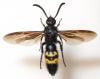 81230 – Photo : Pascal Fünfrock – France (06)