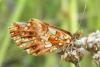 81442 – Photo : Nicolas Alric – France (05)
