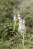 81837 – Photo : Nicolas Alric – France (05)