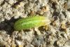 81256 – Photo : Nicolas Alric – France (12)