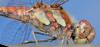 81761 – Photo : Philippe Legros – France (94)