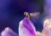 81556 – Photo : Pierre Duhem – France (75)