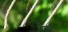 81732 – Photo : Philippe Legros – France (94)