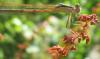 81737 – Photo : Philippe Legros – France (94)
