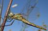 81559 – Photo : Philippe Legros – France (85)