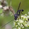81061 – Photo : Eugène Vandebeulque – France (45)