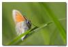 81398 – Photo : Denis Girard – France (74)