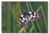 81062 – Photo : Denis Girard – France (74)