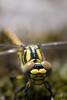 81821 – Photo : Didier Azéma – France (48)