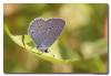 81249 – Photo : Denis Girard – France (74)