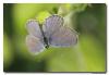 81248 – Photo : Denis Girard – France (74)