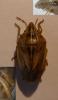 81603 – Photo : Thomas Cherpitel – France (85)