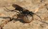 81840 – Photo : Arthropa - Benoit Martha – France (21)