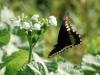 81109 – Photo : Alexandre Vinot – Guyane française