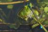 81318 – Photo : Denis Gaschignard – Guyane française