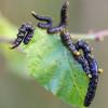 81687 – Photo : Jacques Le Baill – France (29)