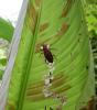 81114 – Photo : X.leen – Thaïlande