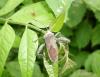 81350 – Photo : X.leen – Thaïlande