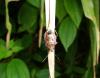 81153 – Photo : X.leen – Thaïlande