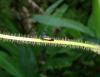 81225 – Photo : X.leen – Thaïlande