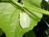 81227 – Photo : X.leen – Thaïlande