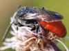 81194 – Photo : Patrick Decreus – France (93)