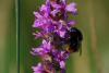 81369 – Photo : Patrick Dubois – France (77)