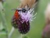 81168 – Photo : Patrick Decreus – France (93)