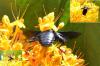 81346 – Photo : Jean-Claude Jamoulle – Singapour