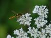 81167 – Photo : Patrick Decreus – France (93)